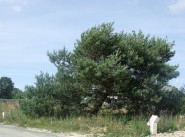 Acquisto vendita terreno Bois De Cene